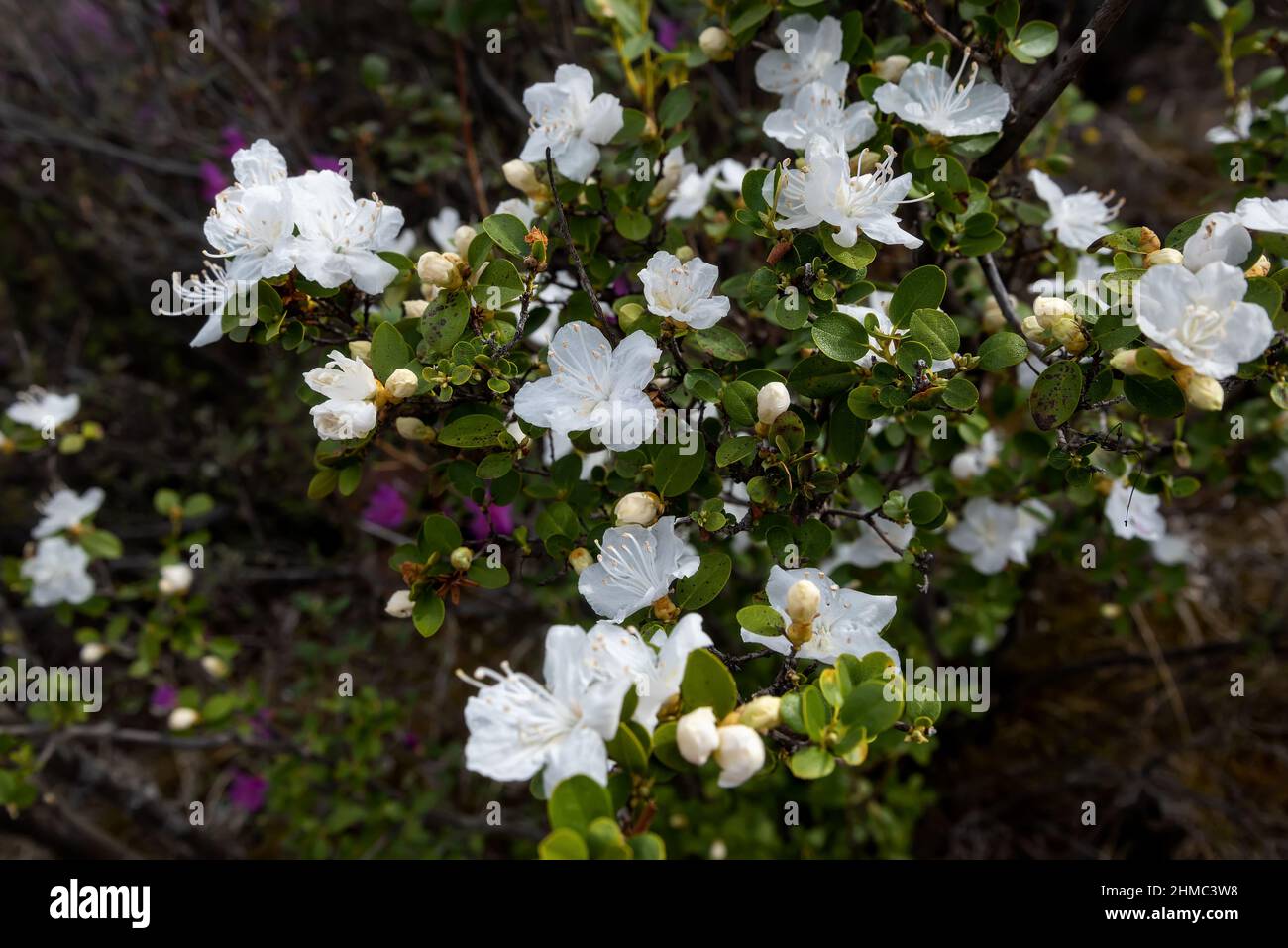 Wunderschöne, zarte weiße Blüten einer seltenen sibirischen Wildmarinspezies (Rhododendron Ledebour) aus der Nähe auf einem verschwommenen Hintergrund von Ästen und Stockfoto