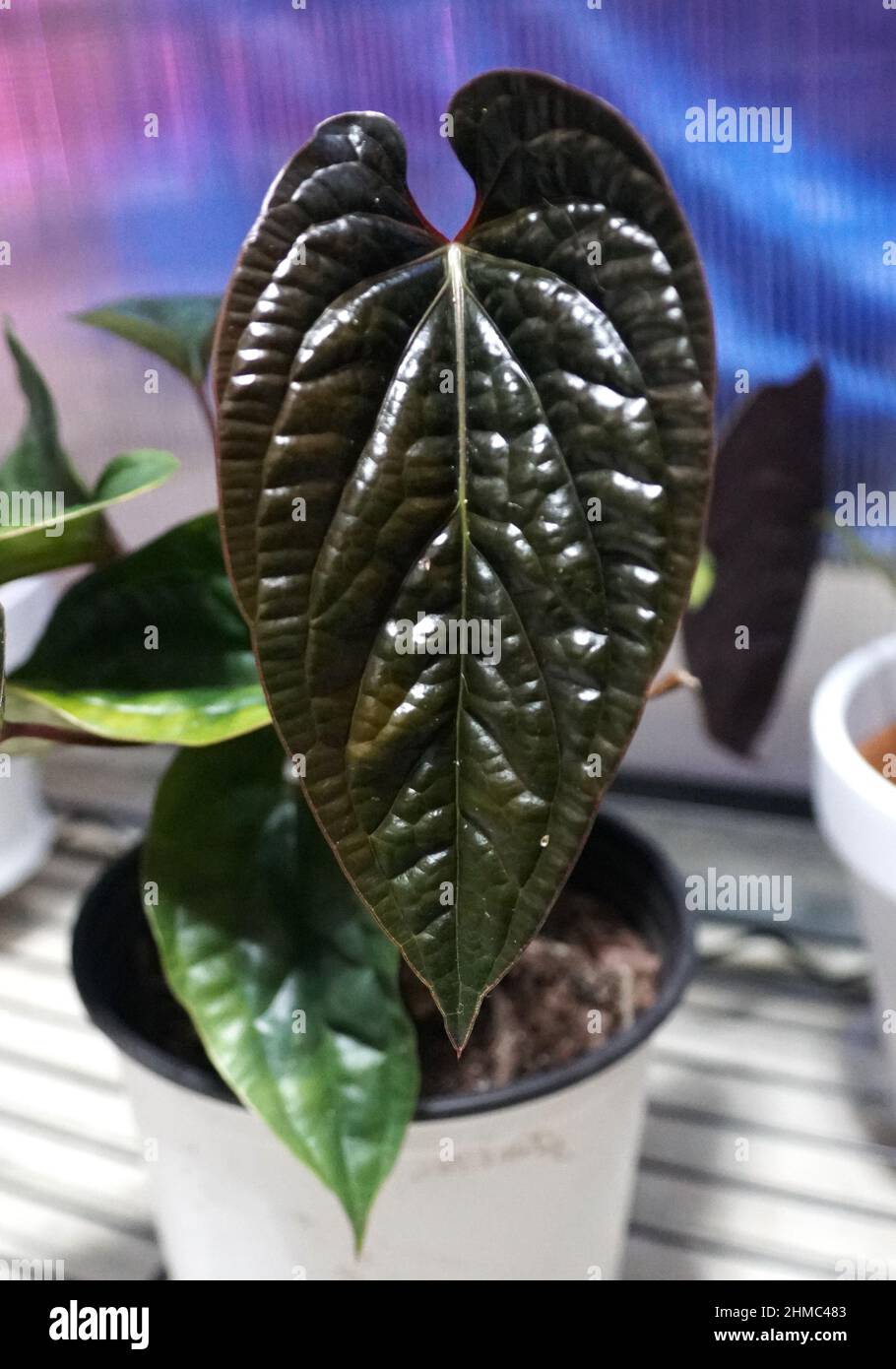 Schnes dunkles und glnzendes Blatt von Anthurium radicans X Luxurians,  einer beliebten seltenen Zimmerpflanze Stockfotografie - Alamy
