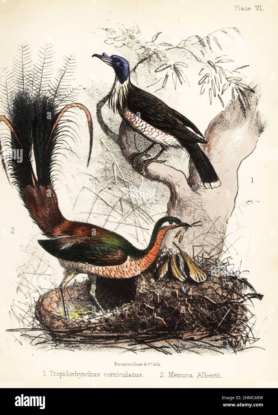 Lauter Friarbird, Philemon corniculatus und Alberts Lyrebird, Menura alberti, bauen ein Nest. Handkolorierte Lithographie von Bauerrichter aus Adam White’s Popular History of Birds, Lowell Reeve, Covent Garden, London, 1855. Stockfoto