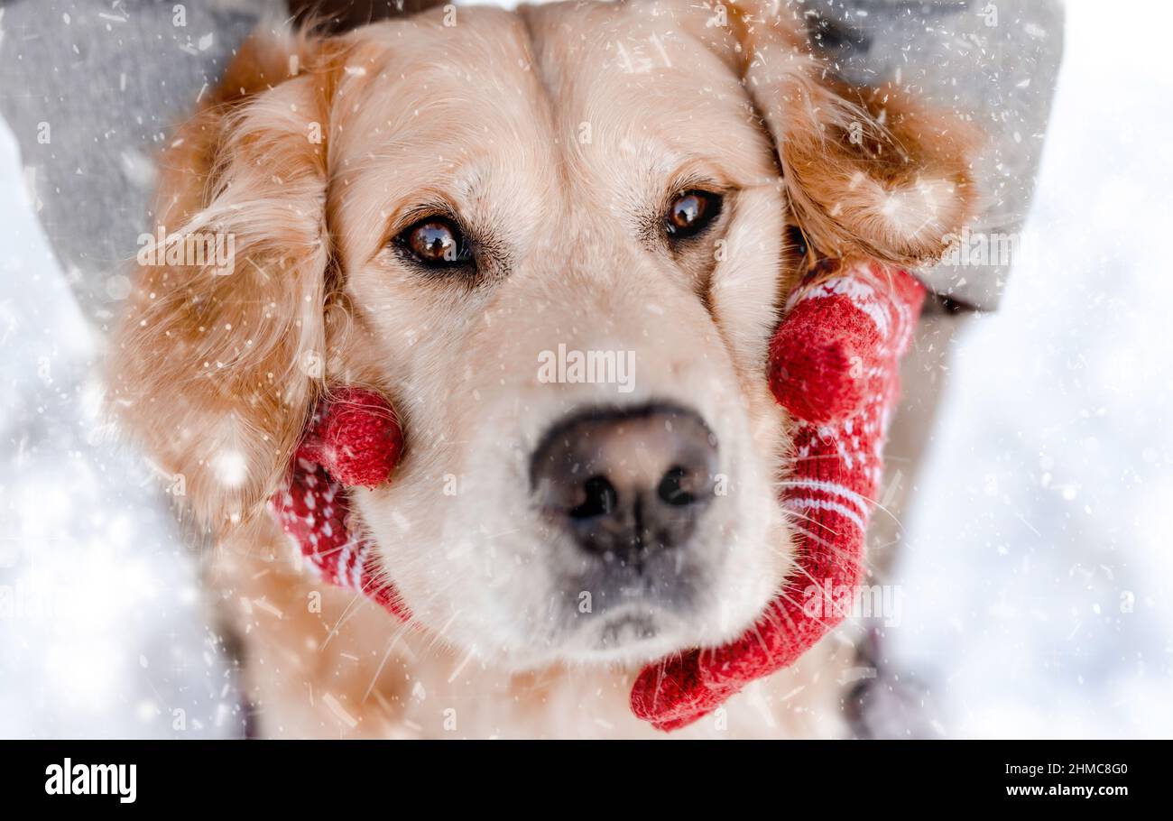 Golden Retriever Hund mit Mädchen im Winter Stockfoto