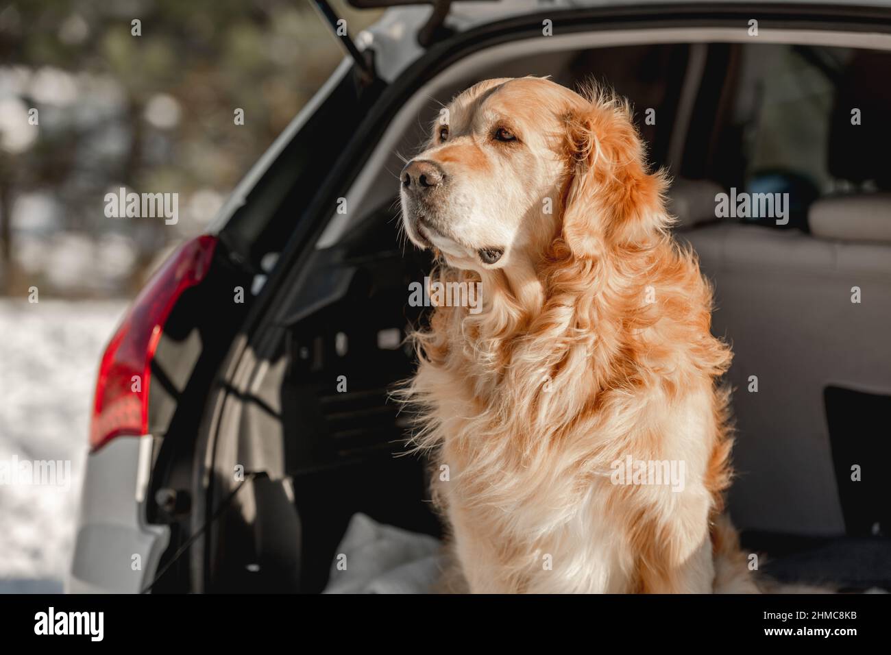 Golden Retriever Hund im Auto im Winter Stockfoto