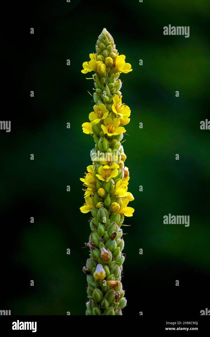 Common Mullein, eine nicht-einheimische Wildblume, blüht in den Pocono Mountains in Pennsylvania. Stockfoto