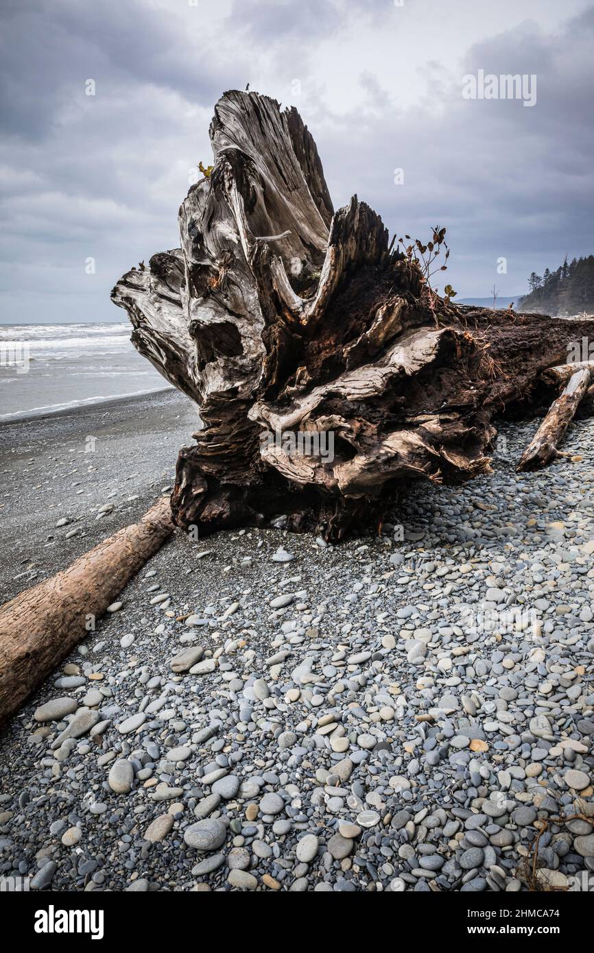 Driftwood am Ruby Beach, Washington Coast, USA. Stockfoto