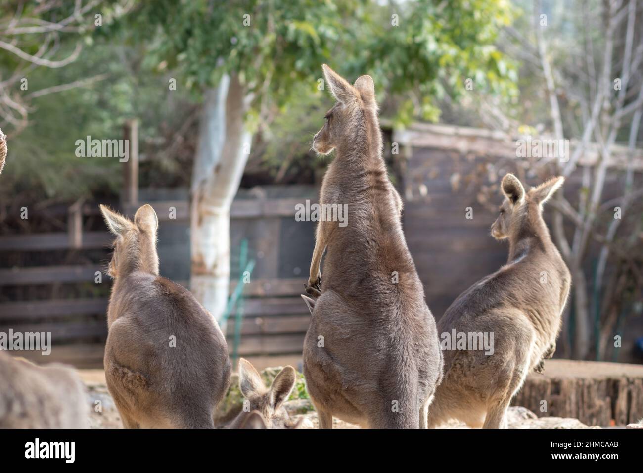 Eine Gruppe östlicher grauer Känguruhs, die in der Sonne stehen, verschwommener Hintergrund. Stockfoto