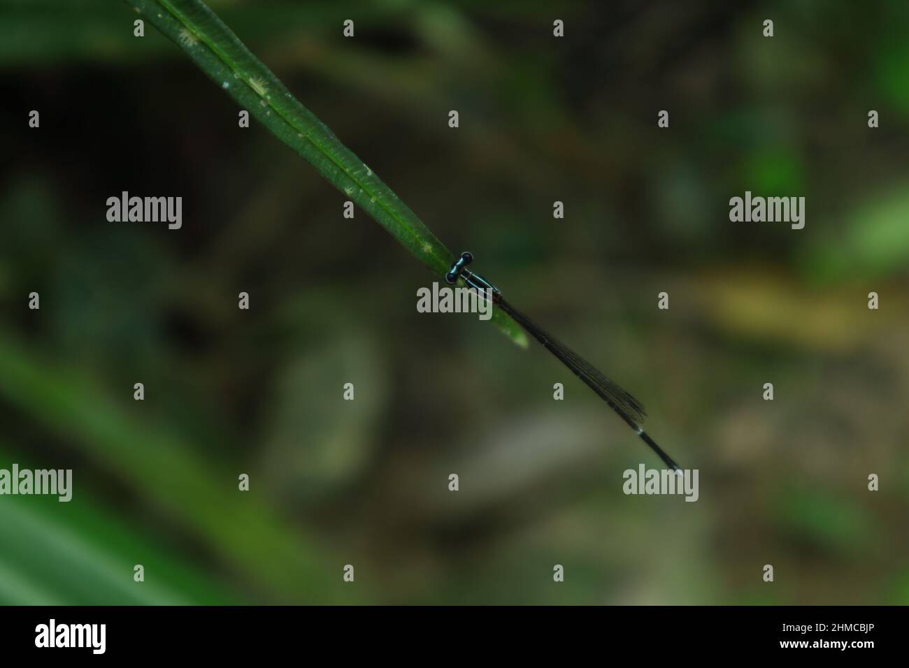 Draufsicht auf eine reife männliche Blauschwanzdamselfly, die auf einem Blatt thront Stockfoto