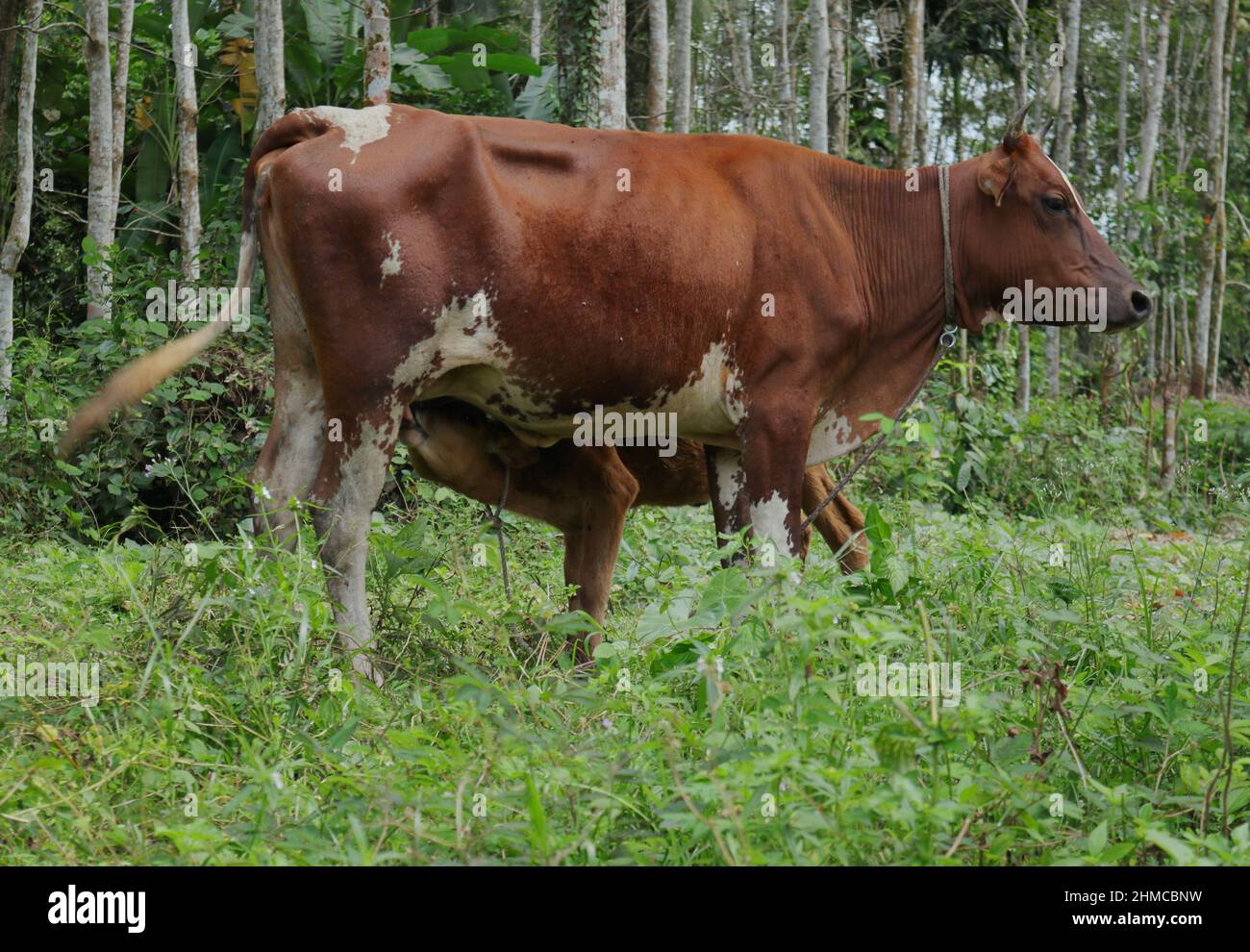 Eine Mutterkuh stillt ihr neugeborenes Kalb im Grasland Stockfoto