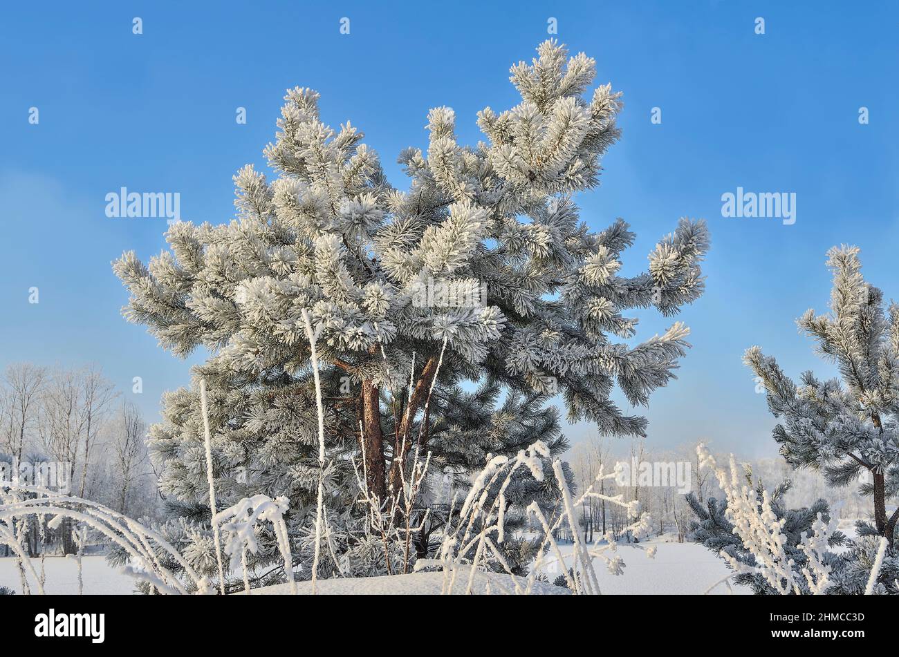 Kleine Kiefer mit flauschigem Raureif bedeckt, in der Nähe von verschneiten Wald in hellen frostigen sonnigen Tag - schönen Winterhintergrund. Märchen vom Winter, Stockfoto