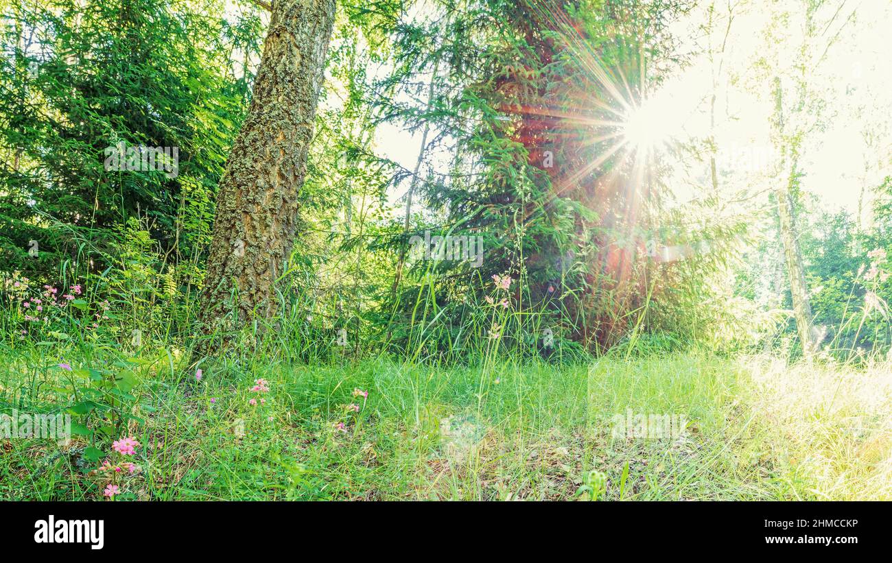 Es ist Morgen im Sommerwald. Die Sonnenstrahlen leuchten durch die Tannen und Birken Stockfoto