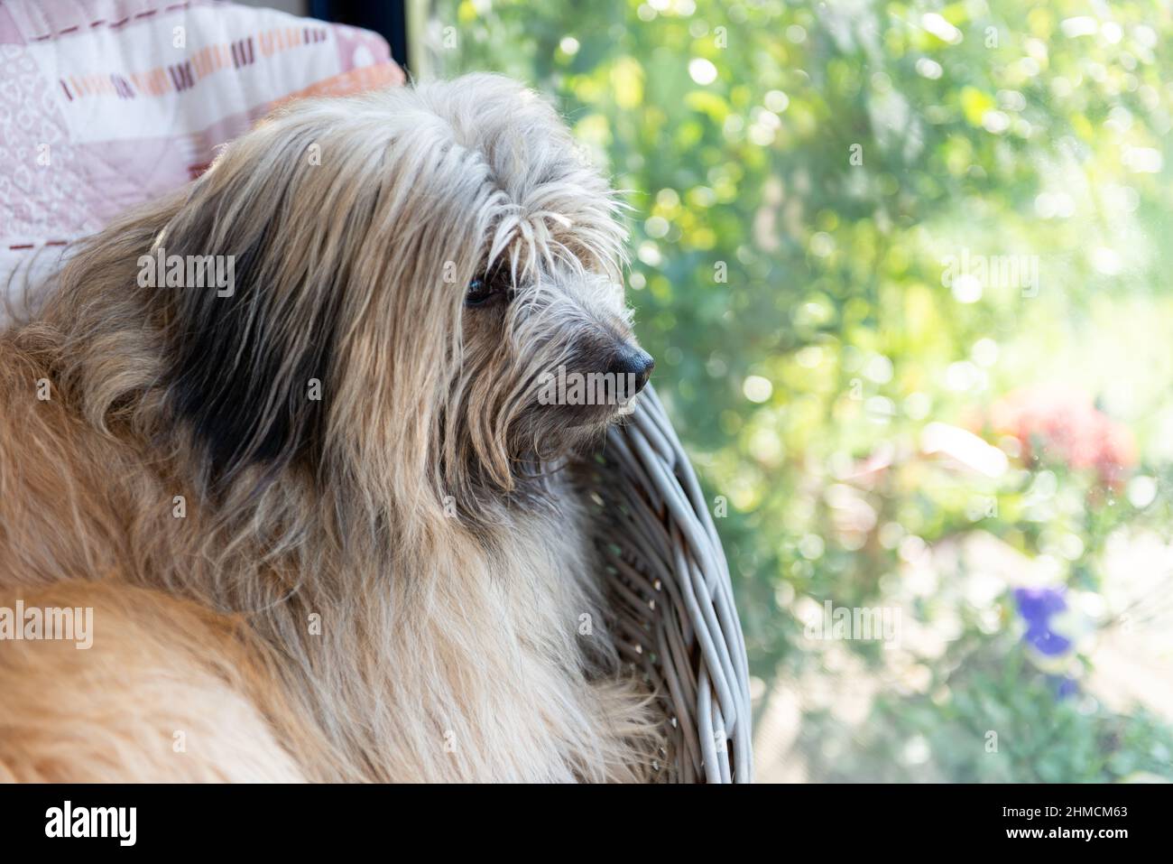 Pyrenäen-Schäferhund, auf einem Sitz hinter einem Fenster liegend und nach draußen schauend Stockfoto