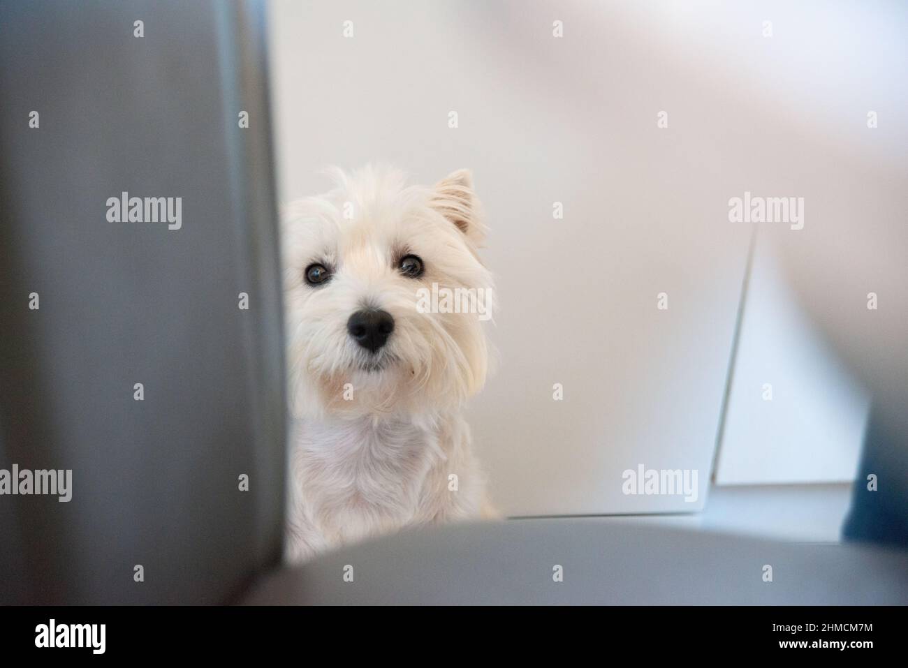 Westie-Hund blickt geradeaus mit bittenden Augen, während er in einer Küche sitzt Stockfoto