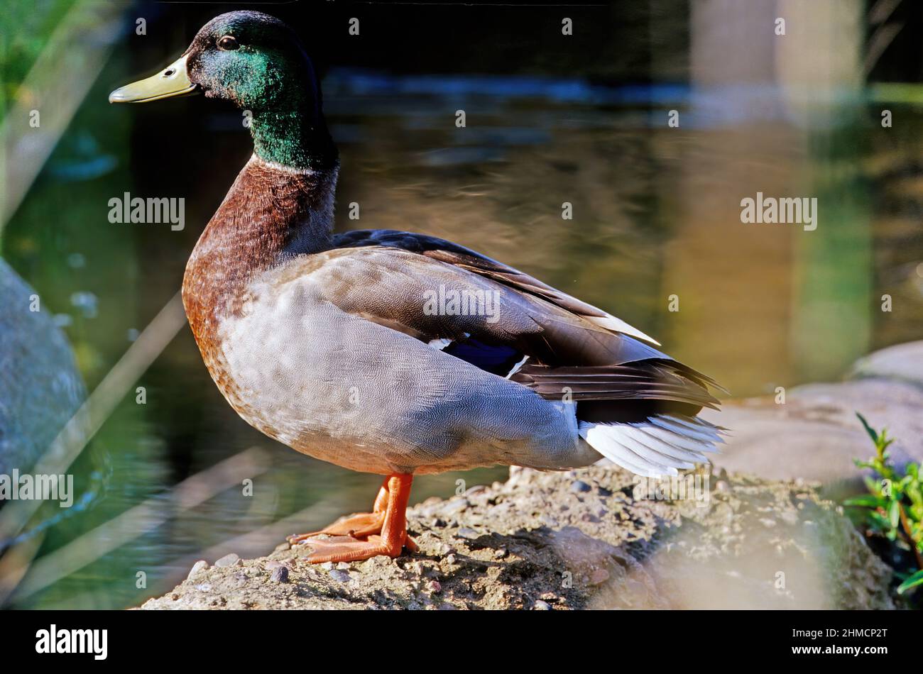 Die Stockente oder Wildente (Anas platyrhynchos) ist eine taumelnde Ente, die im gemäßigten und subtropischen Amerika, Eurasien und Nord-AF brütet Stockfoto