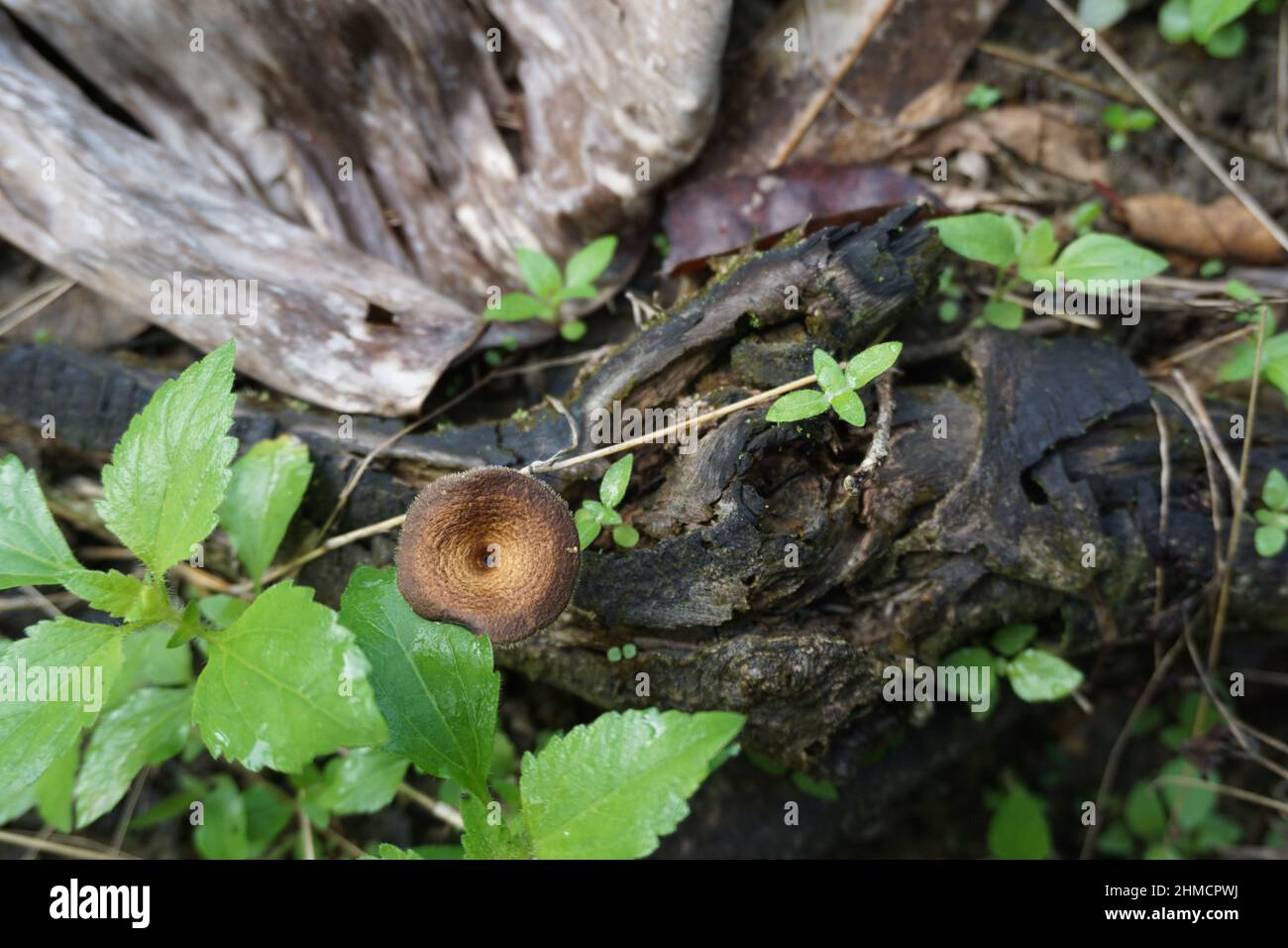 Kleiner brauner Pilz, der auf abgestorbenen und verfallenden Hölzern lebt, viele andere Pflanzen, die um ihn herum leben, aufgenommen in einem Garten in Kalimantan, Indonesien, Asien Stockfoto