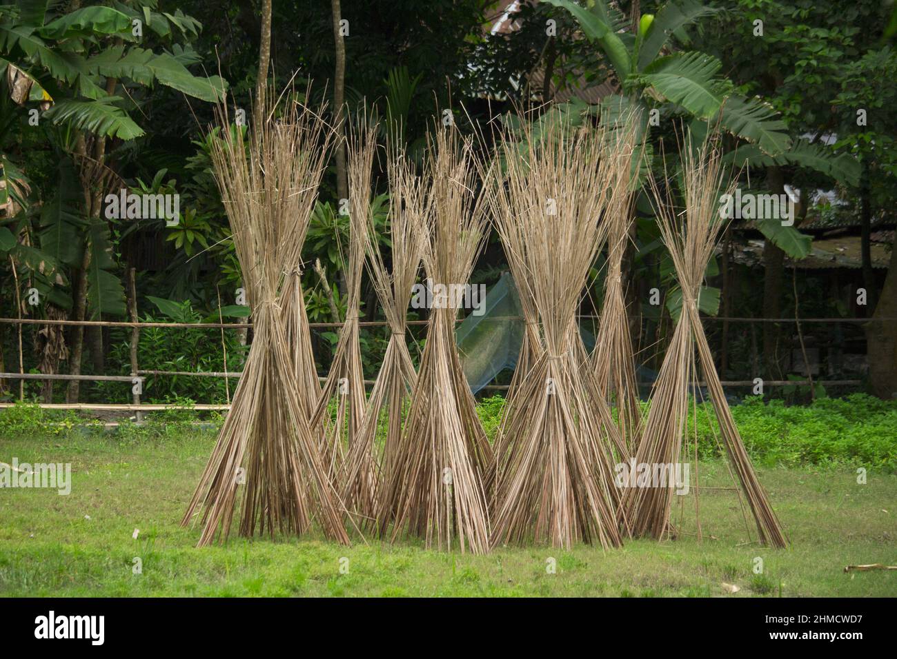 In der Mitte des Feldes befinden sich einige Jute-Stöcke Stockfoto