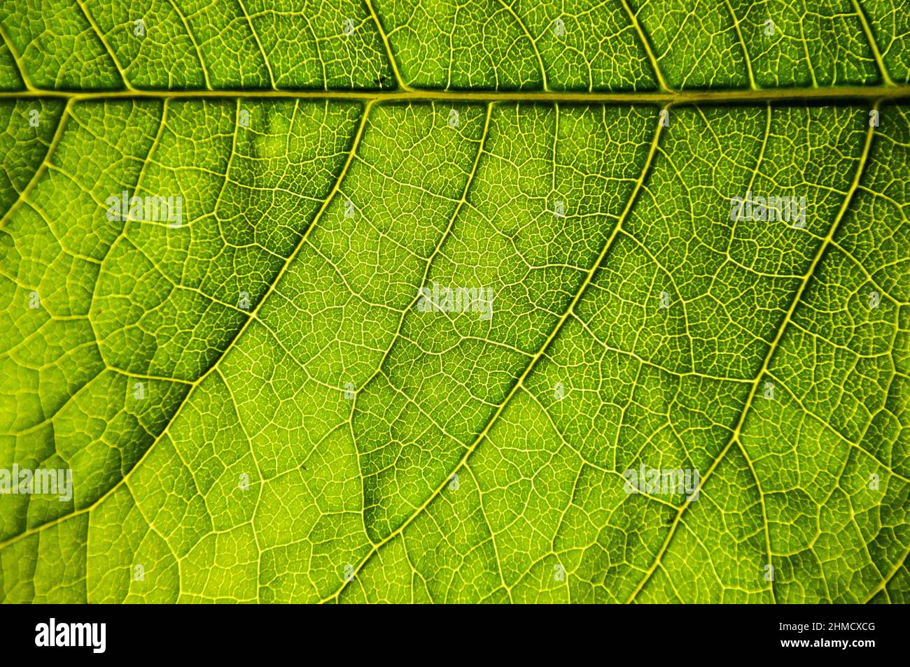 Eine Makroaufnahme eines grünen Blattes Stockfoto