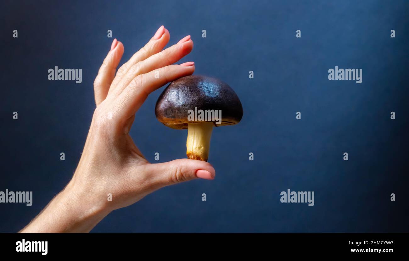 Hand halten Pilz Stockfoto