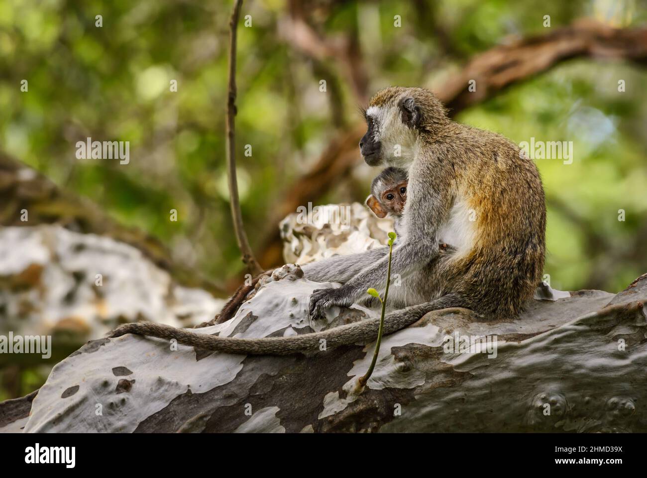 Grüner Affe - Chlorocebus sabaeus, schöner Primat aus afrikanischen Büschen und Wäldern, Taita Hills, Kenia. Stockfoto