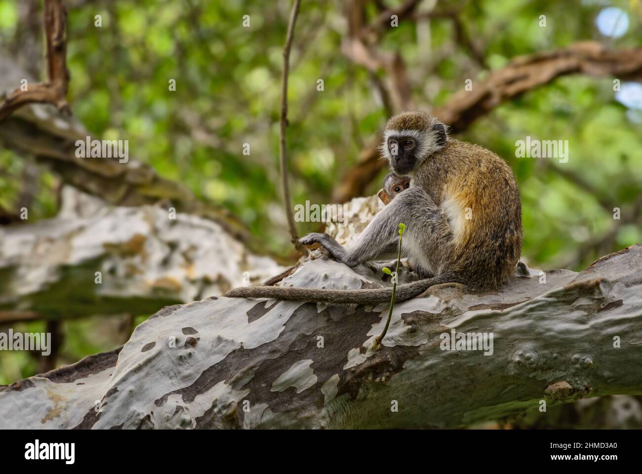 Grüner Affe - Chlorocebus sabaeus, schöner Primat aus afrikanischen Büschen und Wäldern, Taita Hills, Kenia. Stockfoto