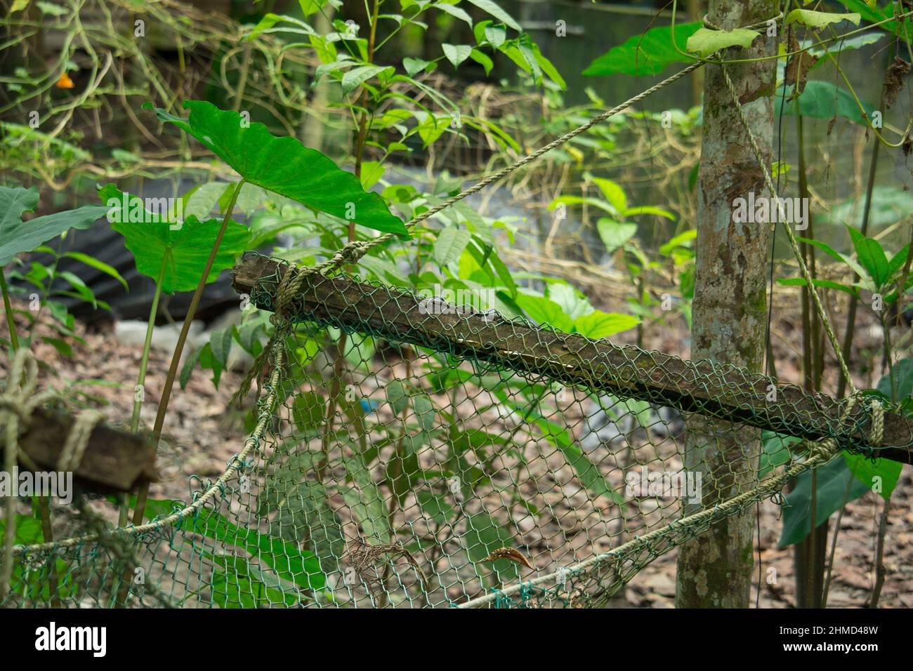 Viele alte Schaukeln hängen vom Baum Stockfoto