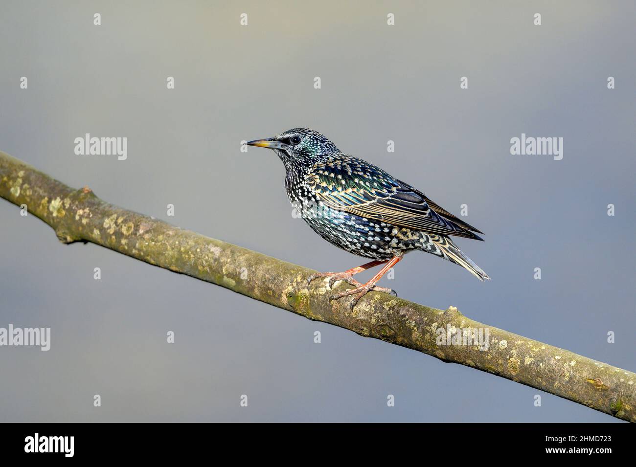 Der gewöhnliche Star oder europäische Star (Sturnus vulgaris), auch ...