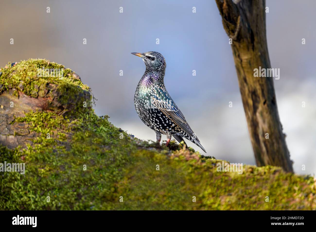 Der gewöhnliche Star oder europäische Star (Sturnus vulgaris), auch einfach als Star bekannt, ist ein mittelgroßer Singvögel in der Sternefamilie Stockfoto