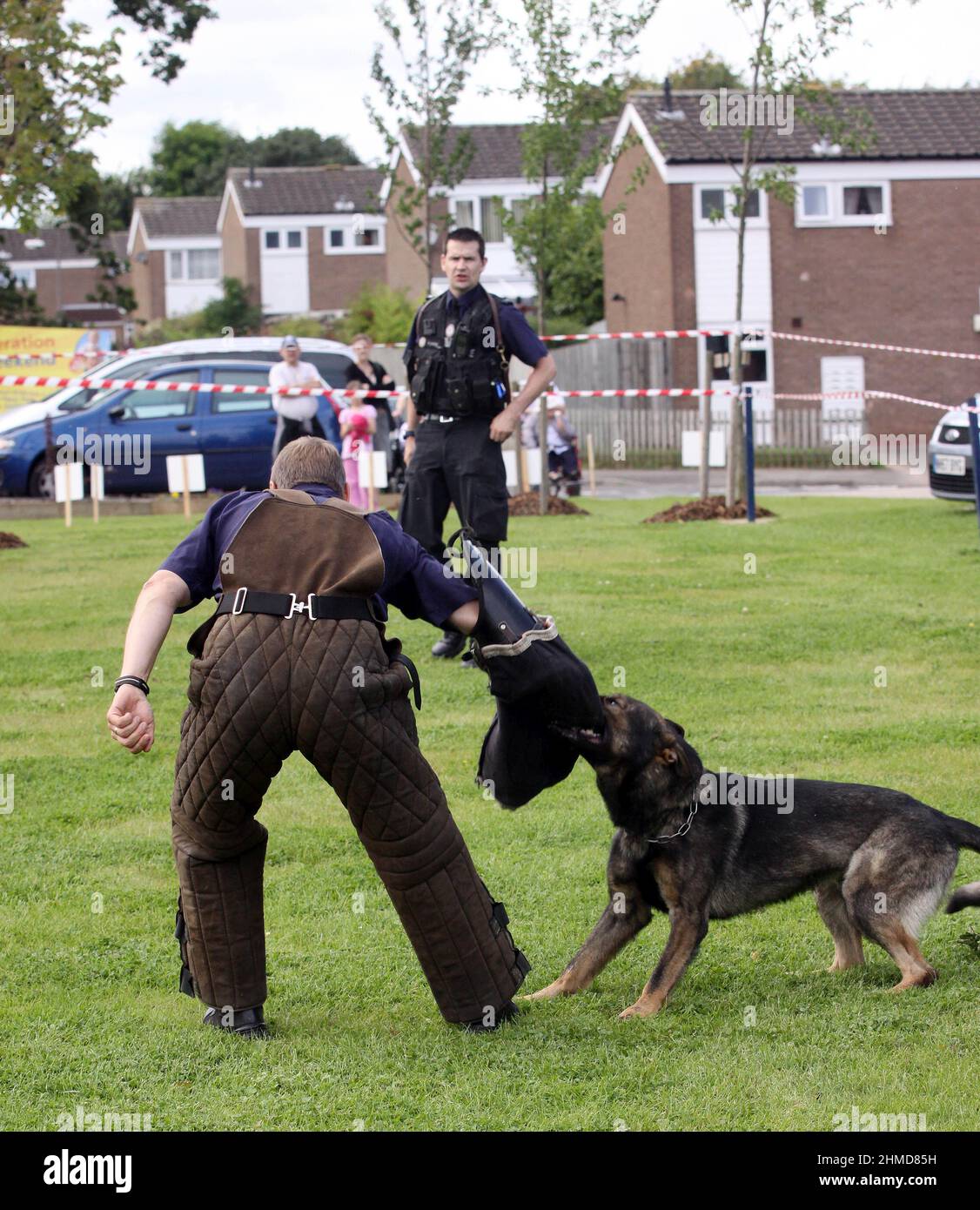Polizeihund in Aktion bei einer Trainingsdemonstration. Stockfoto