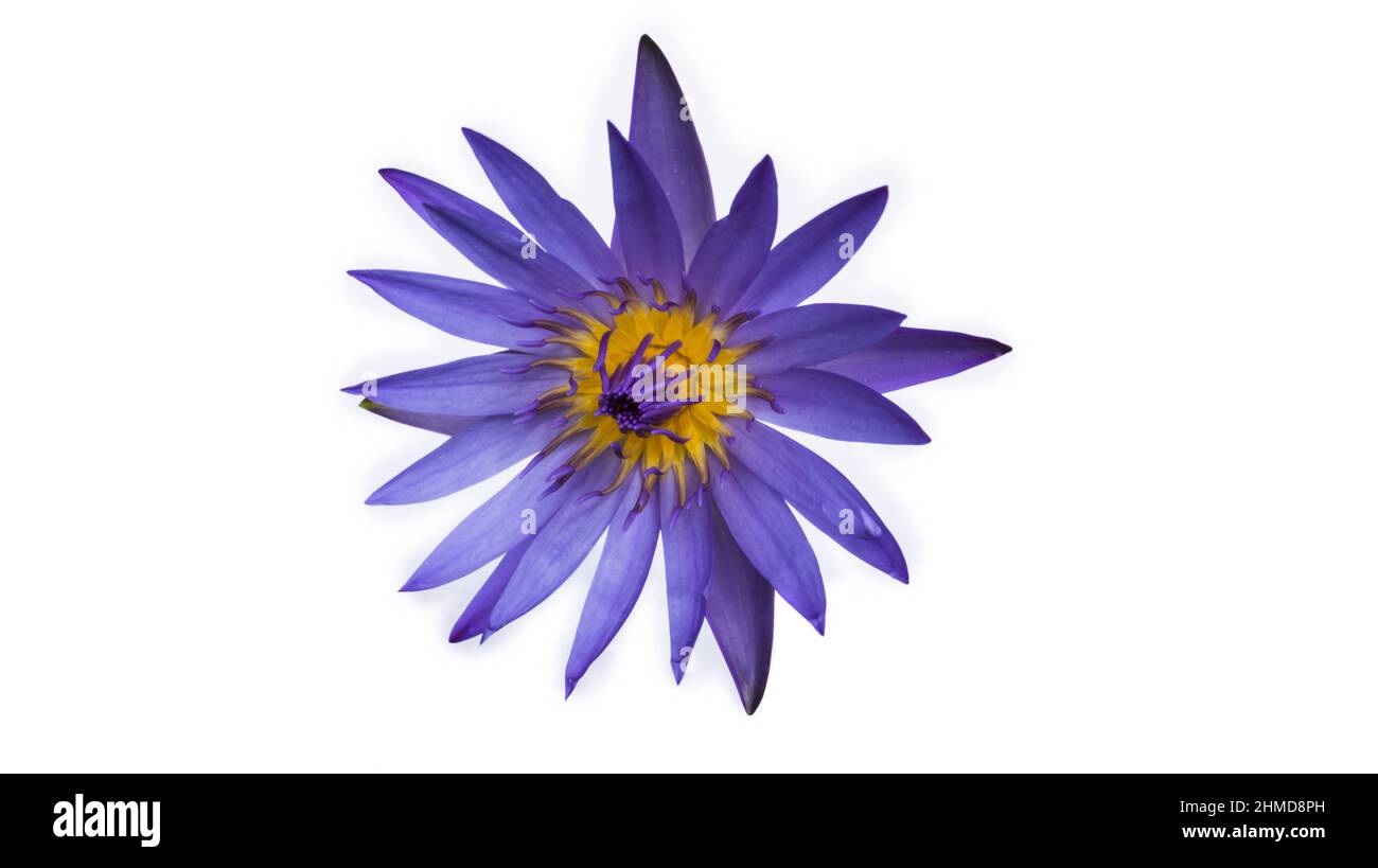 Lila Lotus auf weißem Hintergrund Stockfoto