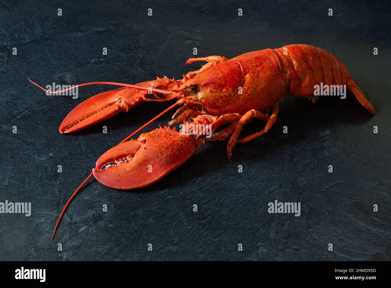 Frisch gekochter Atlantischer Hummer auf einer Theke aus schwarzem Marmor. Stockfoto