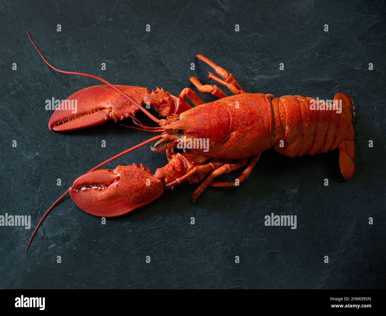 Frisch gekochter Atlantischer Hummer auf einer Theke aus schwarzem Marmor. Stockfoto