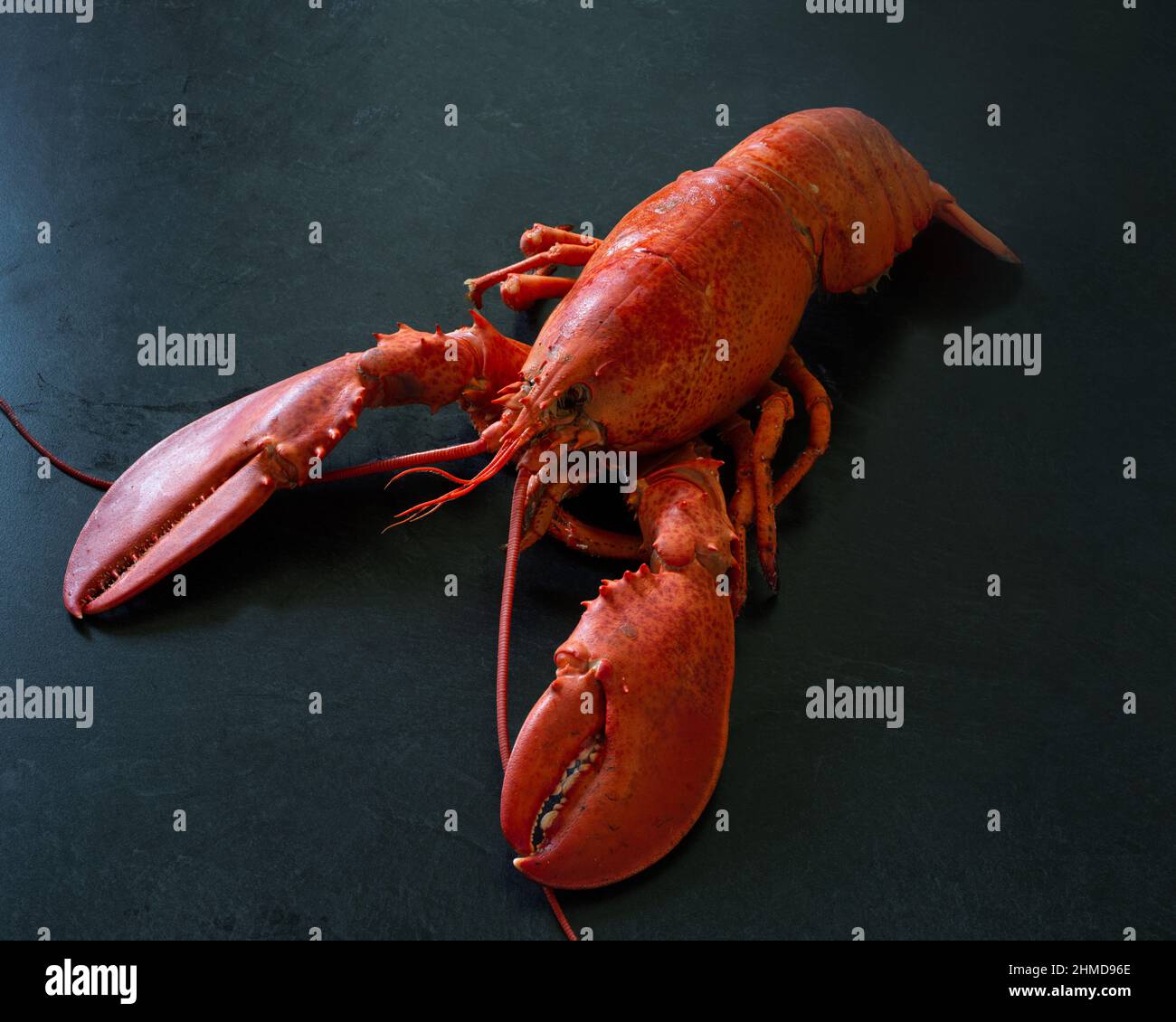 Frisch gekochter Atlantischer Hummer auf einer Theke aus schwarzem Marmor. Stockfoto