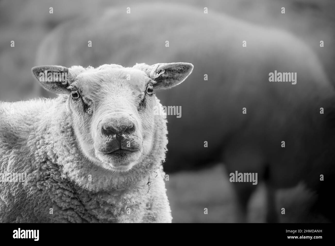 Schwarzweiß-Foto von Schafen, die in die Kamera schauen, Winford, Bristol Stockfoto