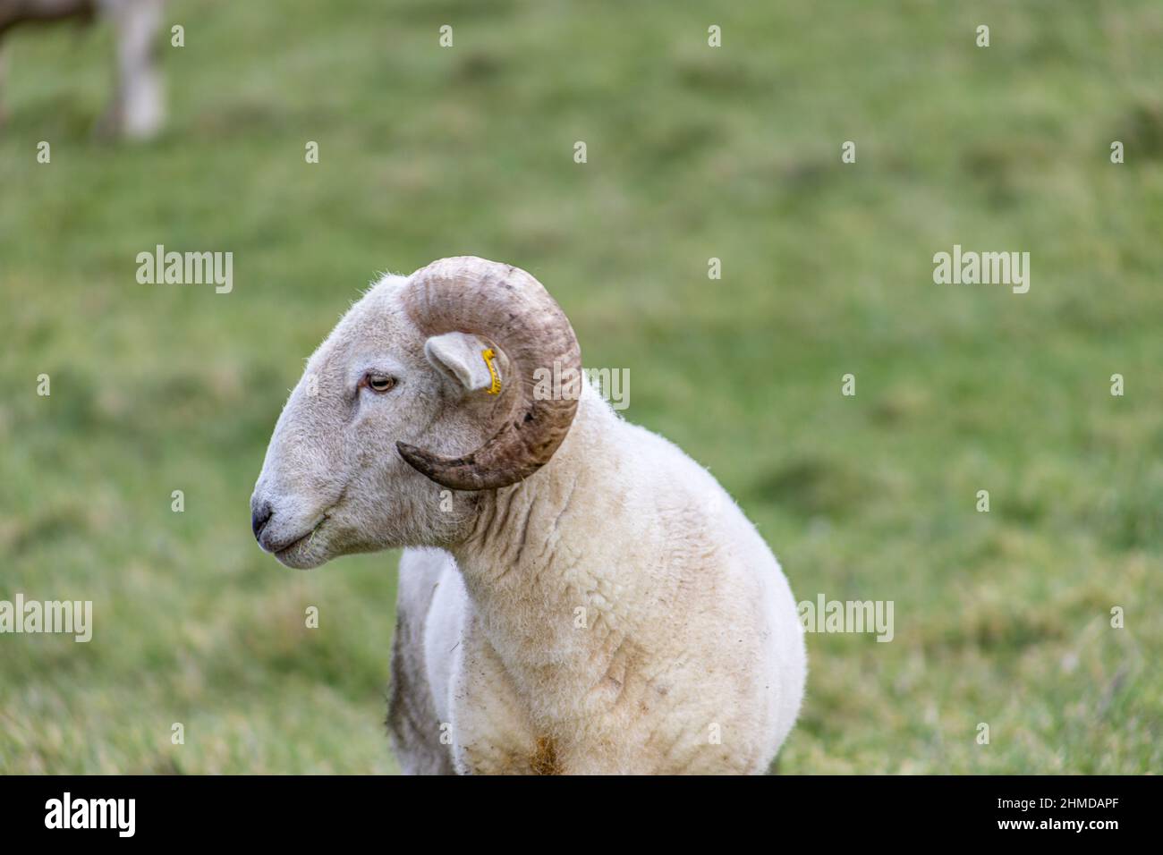 Domestizierte Schafe mit schönen Lockenhörnern auf einem kleinen Betrieb in der Nähe von Winford, Bristol Stockfoto
