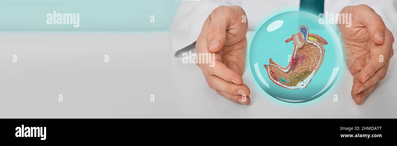 Virtueller menschlicher Magen zwischen den Händen des Arztes zeigt die Gesundheit des Magens und die medizinische Versorgung im Gesundheitswesen. Prävention und Behandlung von Magengeschwüren und Stockfoto