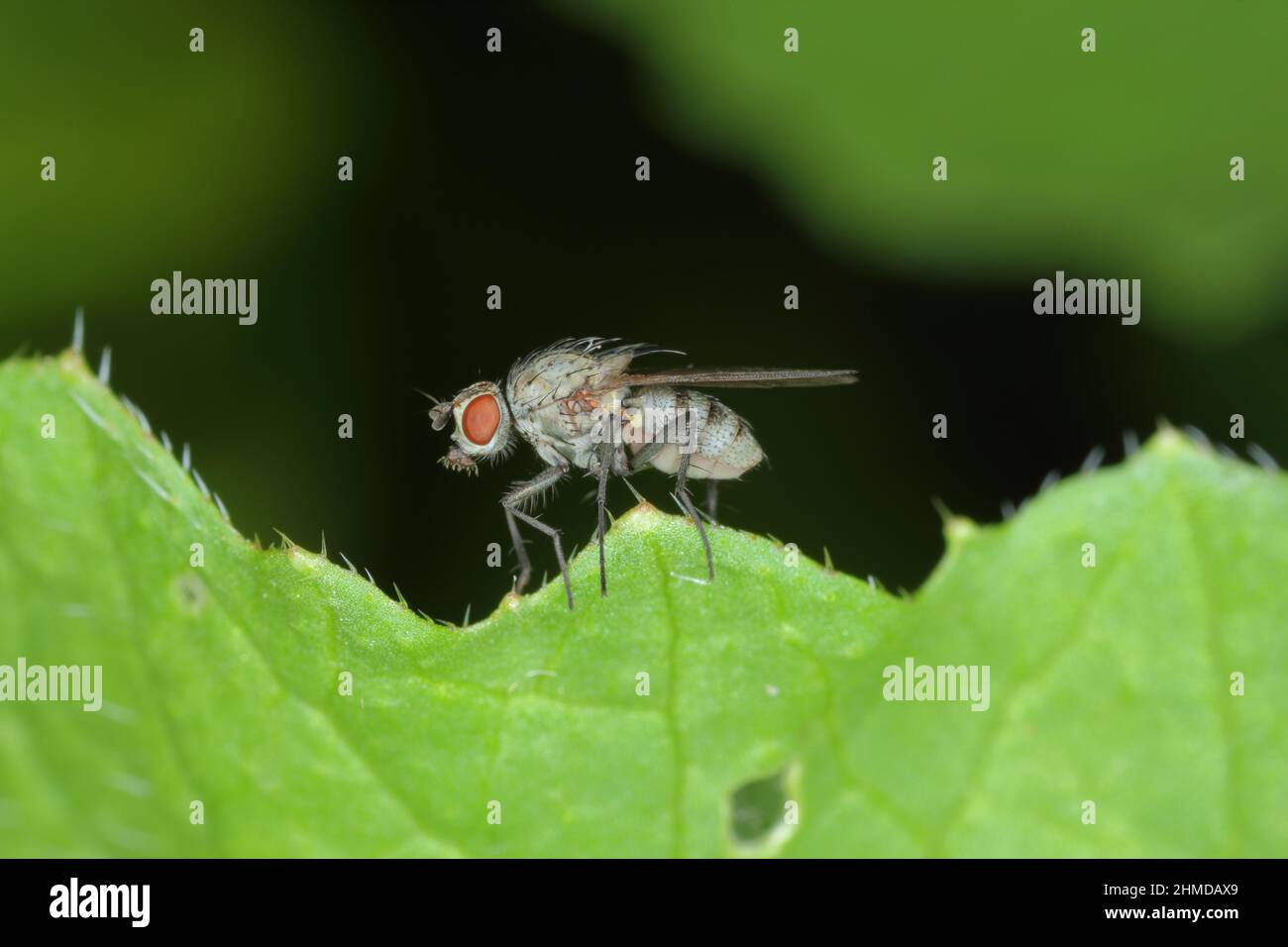 Delia platura, die Maismaggot- oder Bohnensamen-Fliege, in der Familie Anthomyiidae. Ist ein landwirtschaftlicher Schädling von Erbsen, Bohnen und anderen. Stockfoto