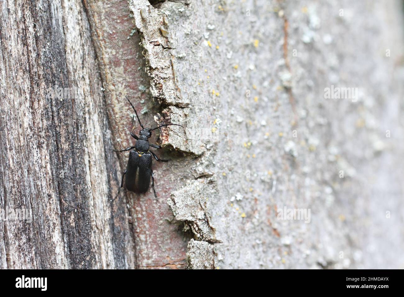 Stictoleptura scutellata ist eine Art von Blütenlanghornkäfer aus der Familie Cerambycidae, Unterfamilie Lepturinae. Stockfoto