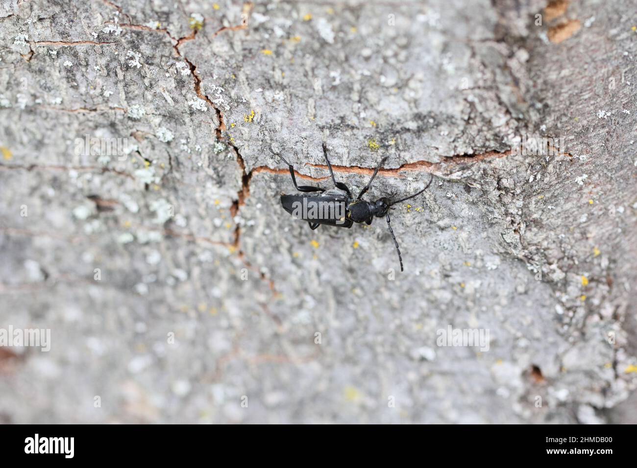 Stictoleptura scutellata ist eine Art von Blütenlanghornkäfer aus der Familie Cerambycidae, Unterfamilie Lepturinae. Stockfoto