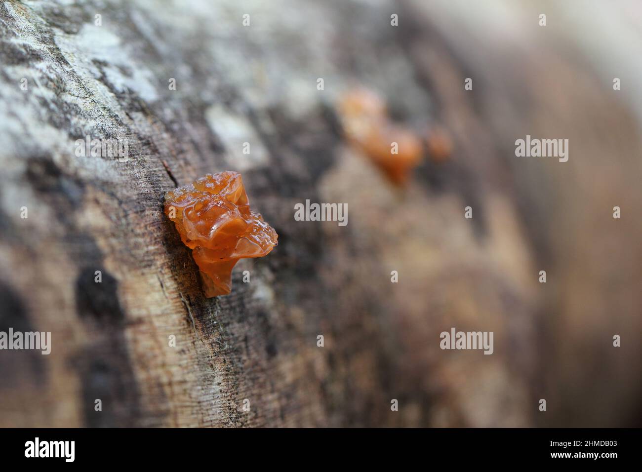 Ein Pilz der Gattung Exidia auf Holz. Stockfoto