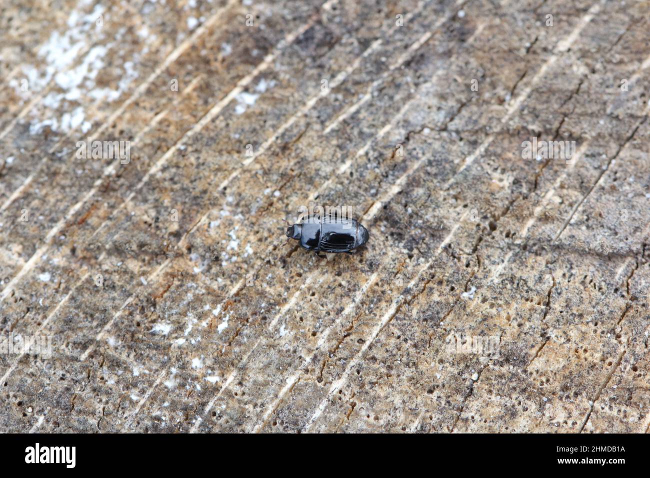 Ein kleiner Käfer der Familie Histeridae, der allgemein als Clownkäfer oder Hister bekannt ist, Käfer auf Holz. Stockfoto