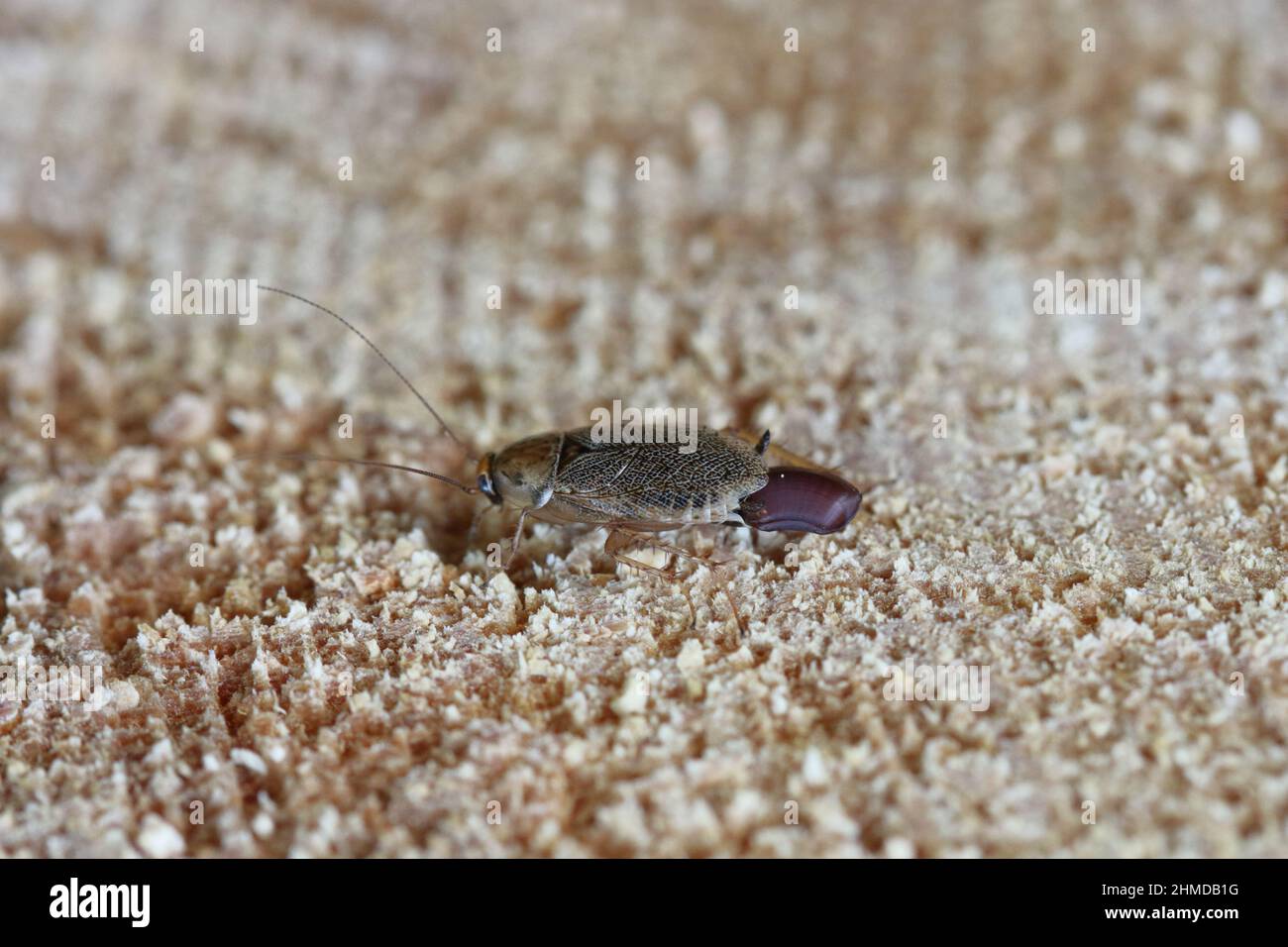 Wilde Kakerlake Dusky Kakerlake (Ectobius lapponicus). Ein Weibchen, das einen Kokon mit Eiern trägt. Stockfoto