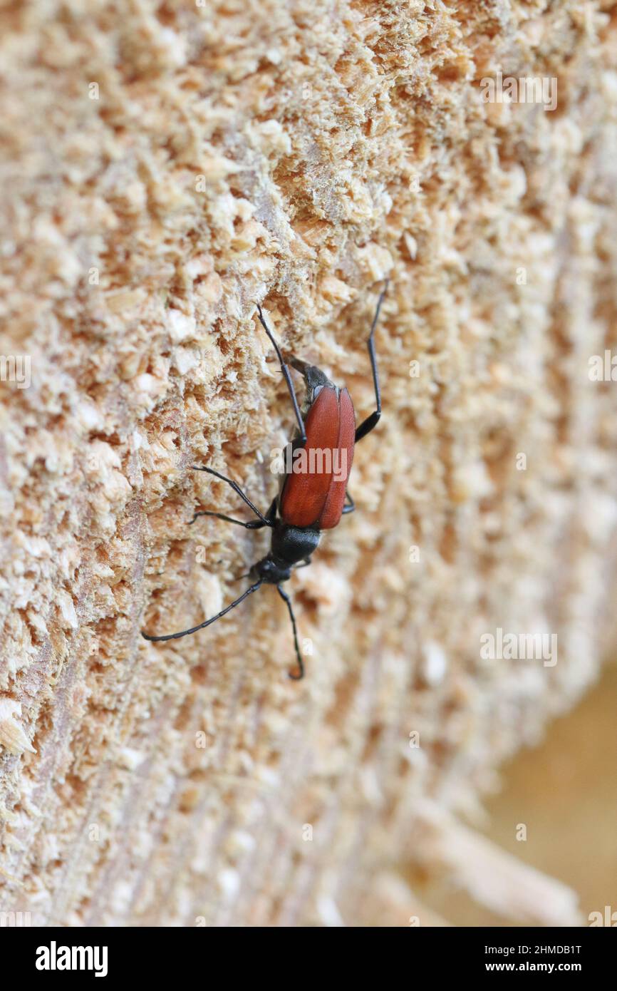 Weibchen der Anastrangalia sanguinolenta, die Eier auf Fichtenholz legt. Es handelt sich um eine Art von Blütenlanghornkäfer aus der Familie der Cerambycidae. Stockfoto
