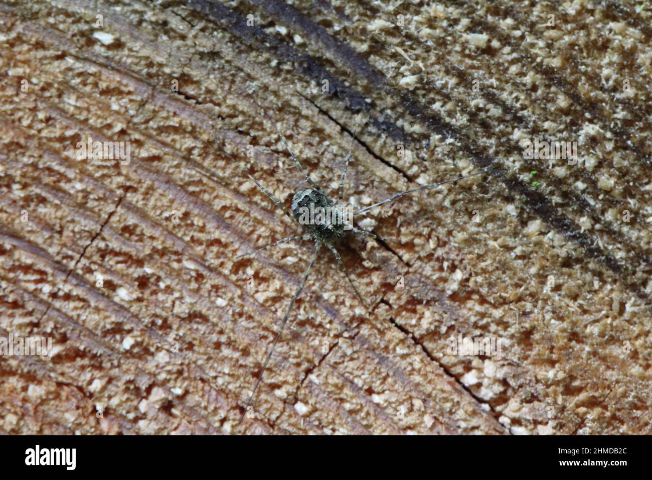 Arachnid umgangssprachlich bekannt als Erntemaschinen, Erntemaschinen oder Dardy Longlegs. Tier auf Holz. Stockfoto