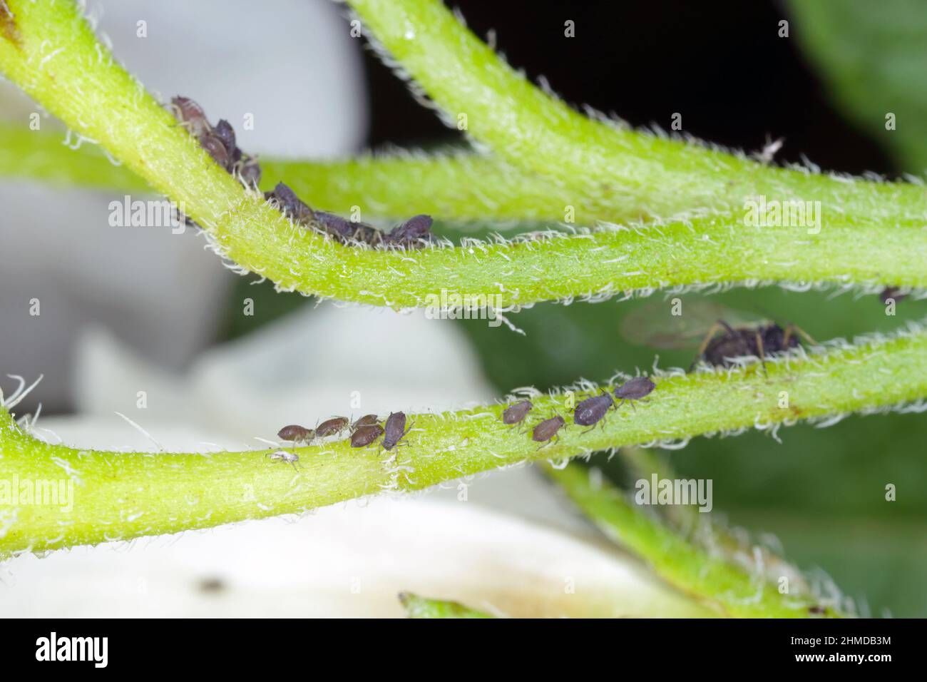 Die schwarzen Bohnenaphiden, Aphs fabae, auf Kartoffeln. Es ist ein Schädling vieler Kulturen und Ornamente. Stockfoto