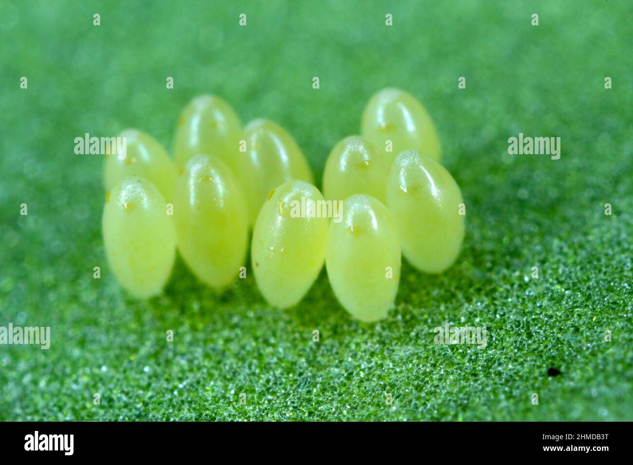 Cluster von Motteneiern auf der Unterseite des Zuckerrübenblattes. Stockfoto