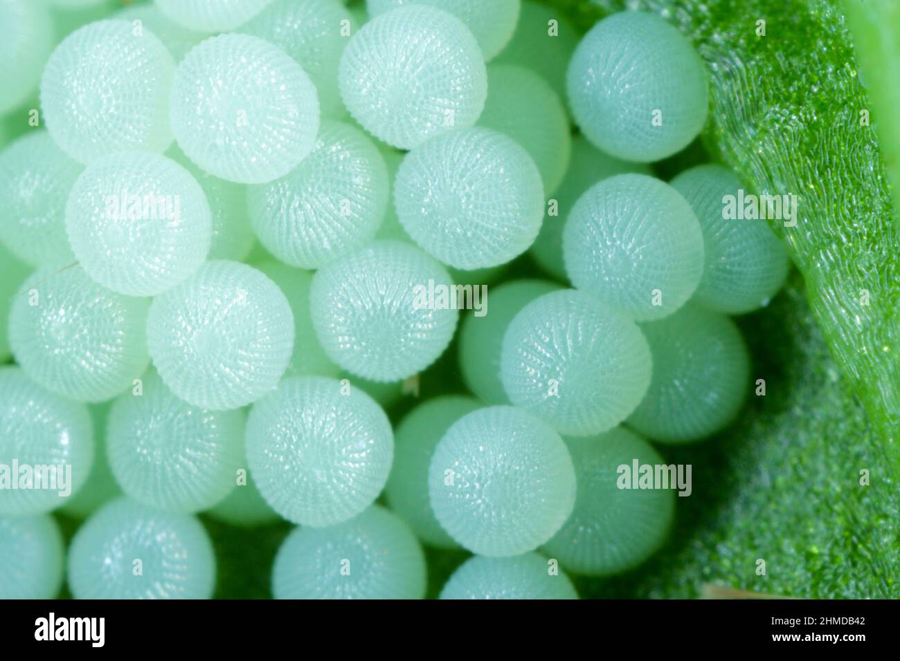 Cluster von Motteneiern auf der Unterseite des Zuckerrübenblattes. Stockfoto