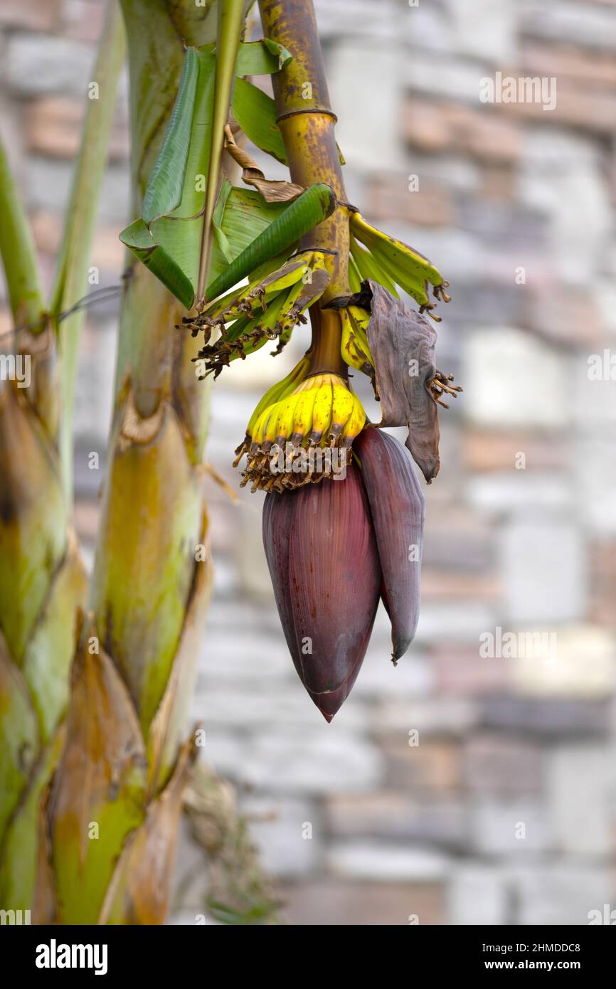 Groe Bananenblte auf grnem Ast. Die junge Banane blht in einem  tropischen Garten mit Blttern aus nchster Nhe auf der Palme  Stockfotografie - Alamy