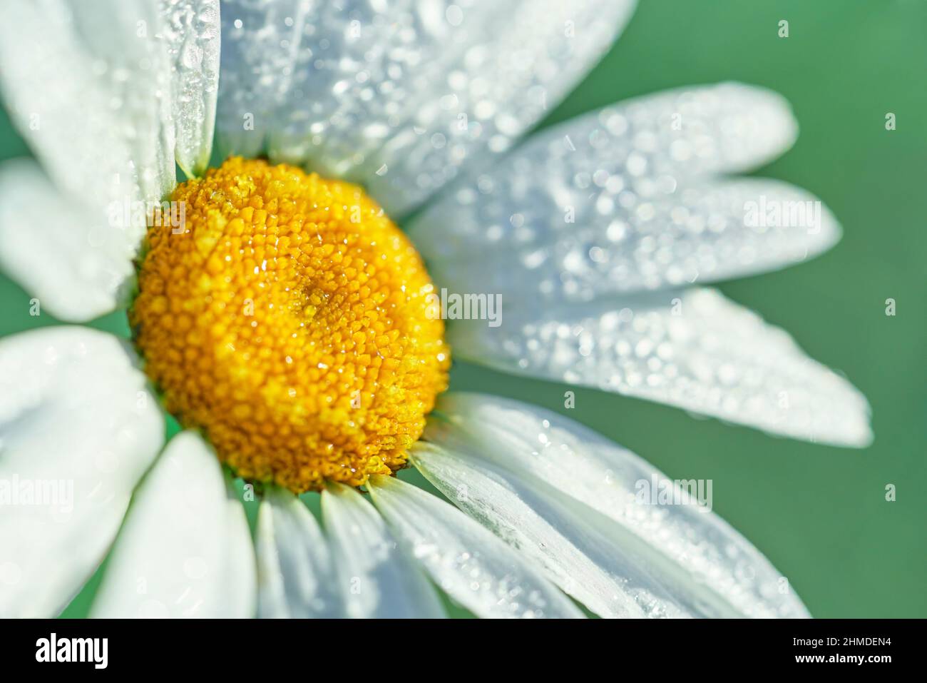 Nahaufnahme Gänseblümchenblume mit frostigen weißen Blüten und einem kräftigen gelben Zentrum mit grünem Wildblumenwiese Hintergrund. Stockfoto