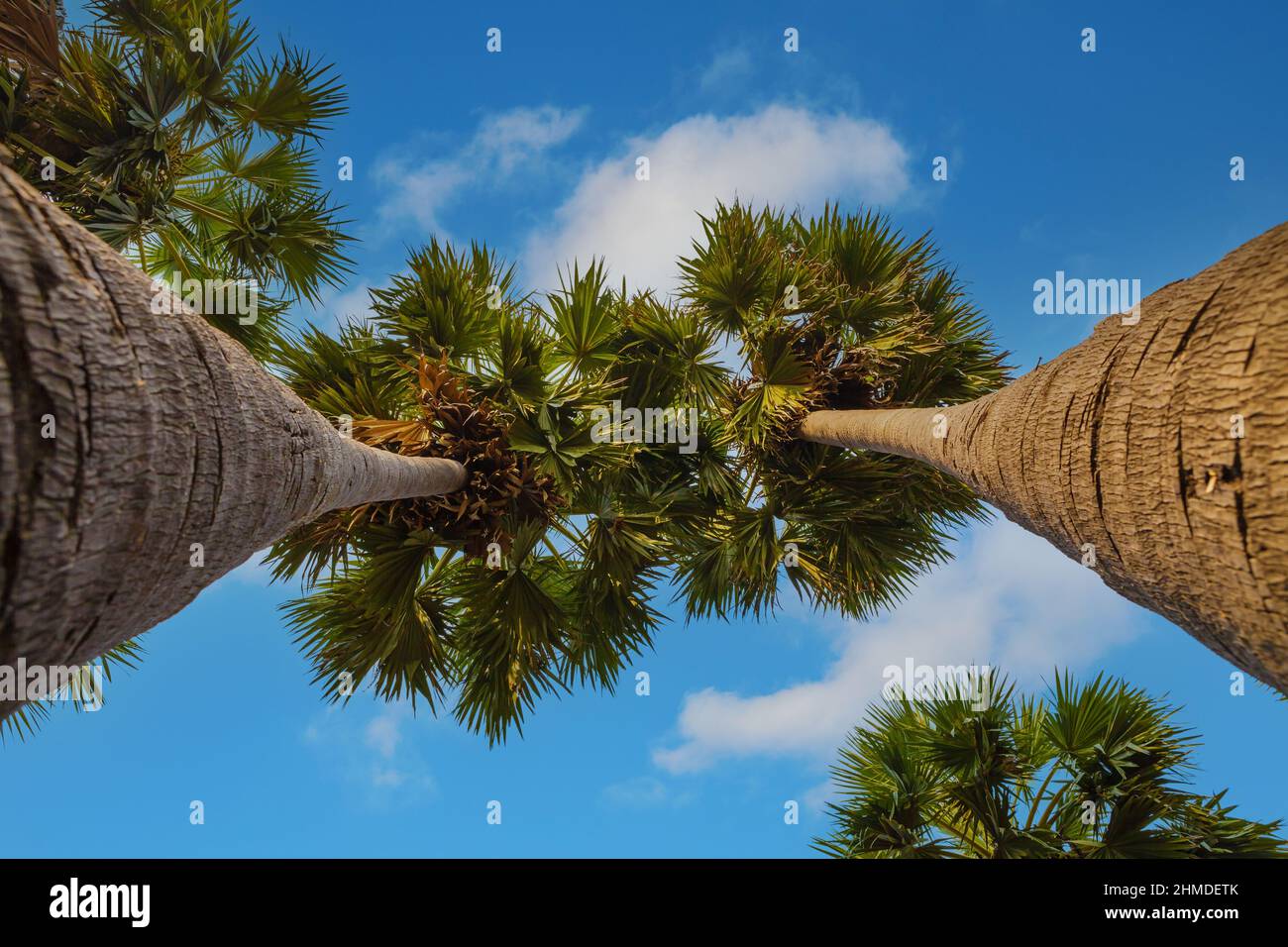 Zwei Palmen gegen den blau bewölkten Himmel, schöner Urlaubsort. Tropisches Reiseziel. Stockfoto