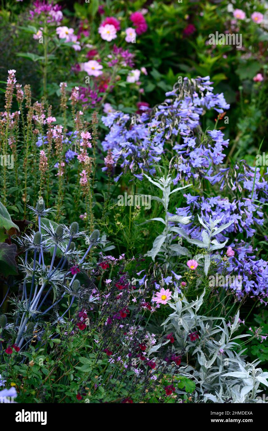 Bauerngarten eryngium Fotos und Bildmaterial in hoher Auflösung Alamy