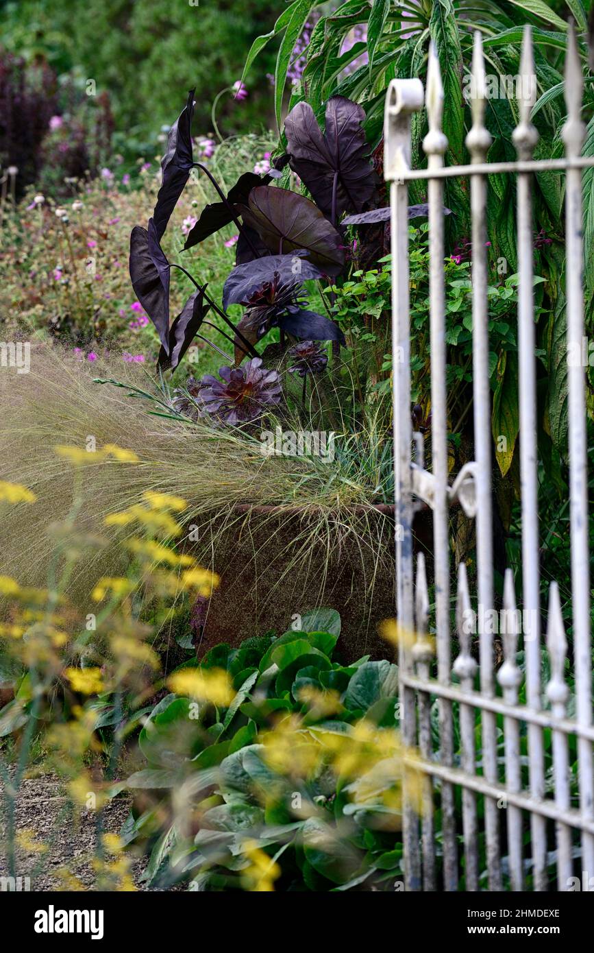 Weies Metalltor fhrt in den Garten, Colocasia Black Magic, Schwarze  Elefantenohren, stipa, Terrakotta-Topf, Behlter, tropische Pflanzung,  dunkle Bltter, dunkle Folia Stockfotografie - Alamy
