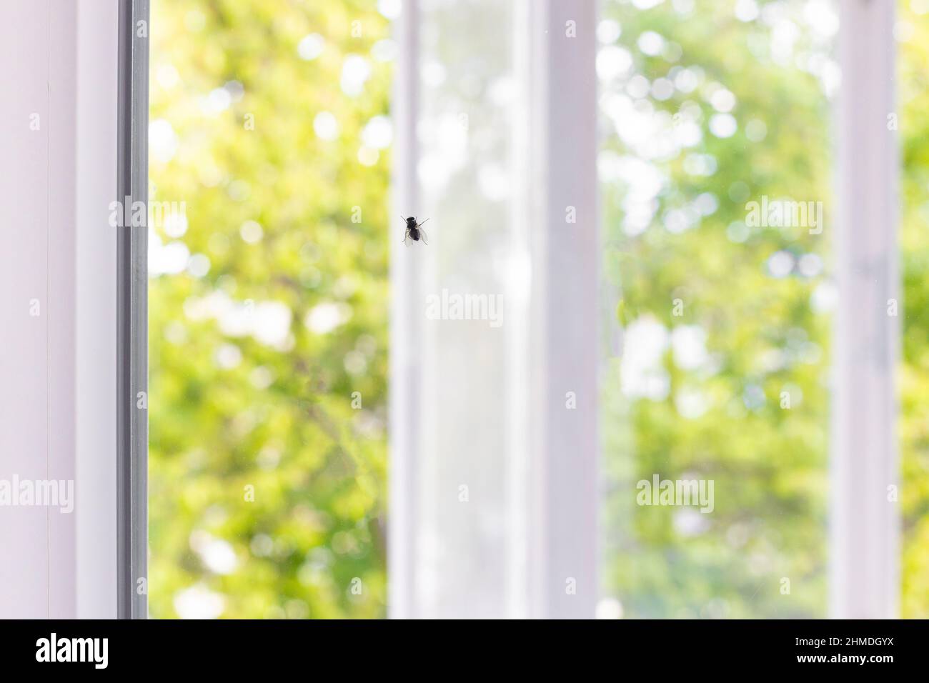 Nahaufnahme einer Fliege auf das Fensterglas Stockfoto