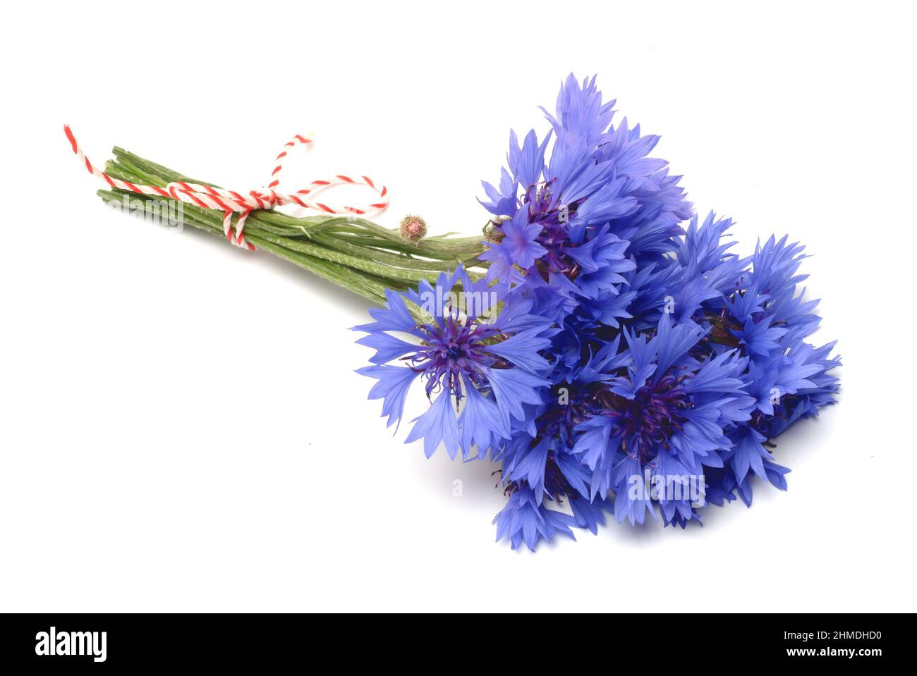 Kornblume, Centaurea cyanus, eine Pflanzenart aus der Gattung Centaurea innerhalb der Familie der Korbblutler. Die blaue Kornblume kommt als Heilpflaner Stockfoto